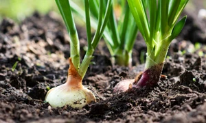 ceapa gradina curte istock jpg