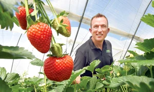 capsune 8951515151 jpeg