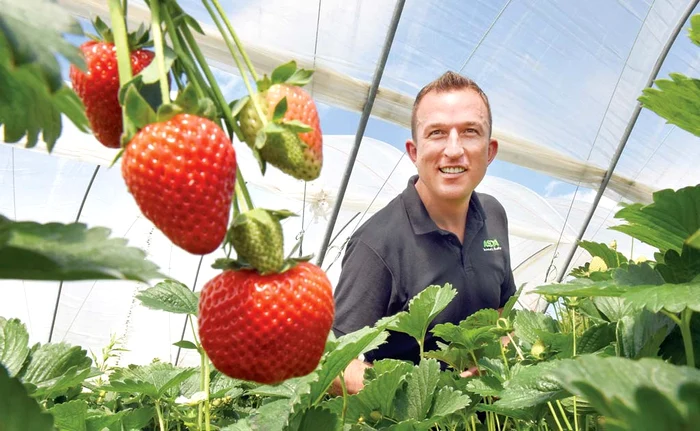 
    Artur Grochala  călătoreşte în  întreaga lume ca să  găsească cele mai  gustoase căpşune  