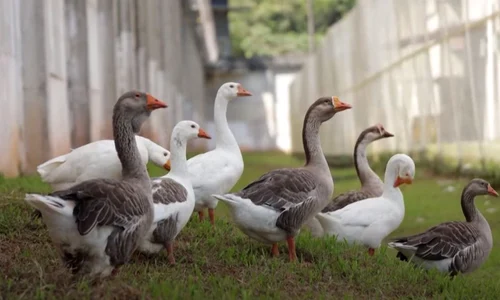 gaste gardieni inchisoare brazilia captura video jpg