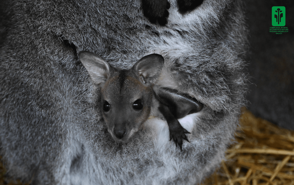 Sondaj pentru numele unui pui de cangur la ZOO Galați. El nu a părăsit marsupiul mamei sale