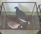 Animale împăiate pe vremea Austro-Ungariei FOTO Ştefan Both