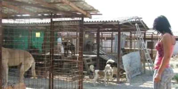 Galati: Viaţă mizerabilă de câine