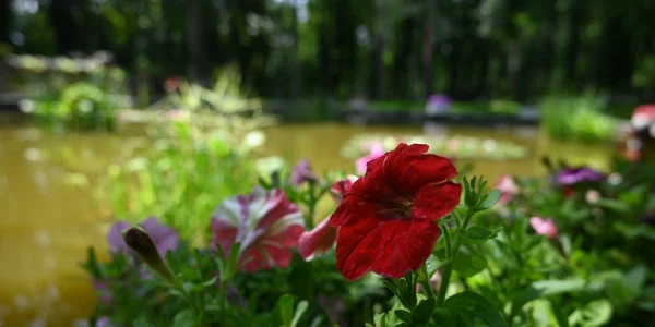 Parcul Copou Iași SURSĂ FOTO Cristian Hitruc