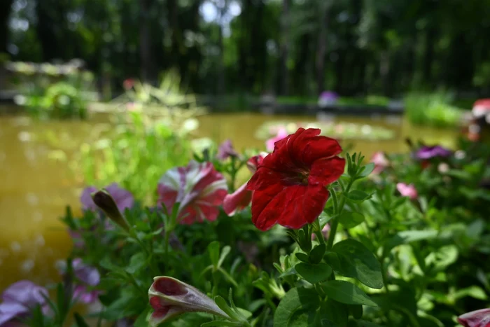 Parcul Copou Iaşi SURSĂ FOTO Cristian Hitruc