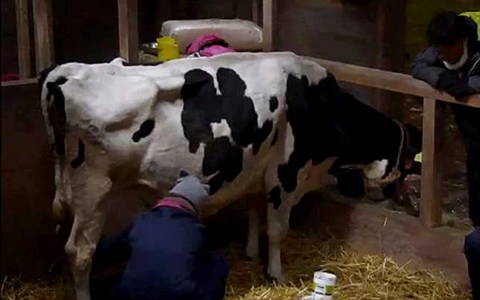 Concurenţii din Olanda vând produse lactate de la animalele pe care le cresc în „Utopia“ FOTO Prima TV