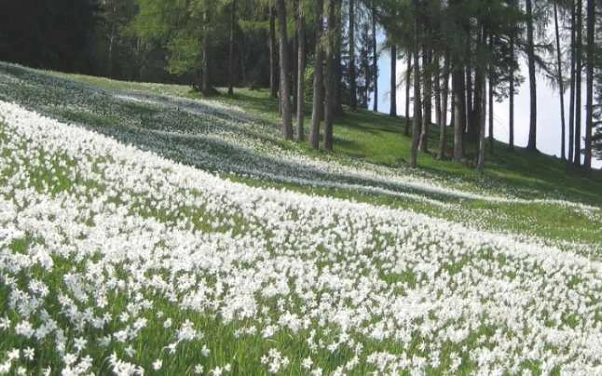 Poiana Narciselor din satul braşovean Vad FOTO Adevărul