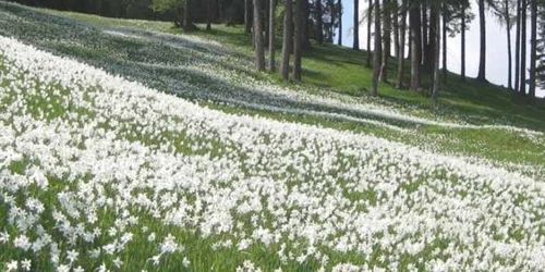 Poiana Narciselor din satul braşovean Vad FOTO Adevărul