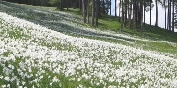 Poiana Narciselor din satul braşovean Vad FOTO Adevărul