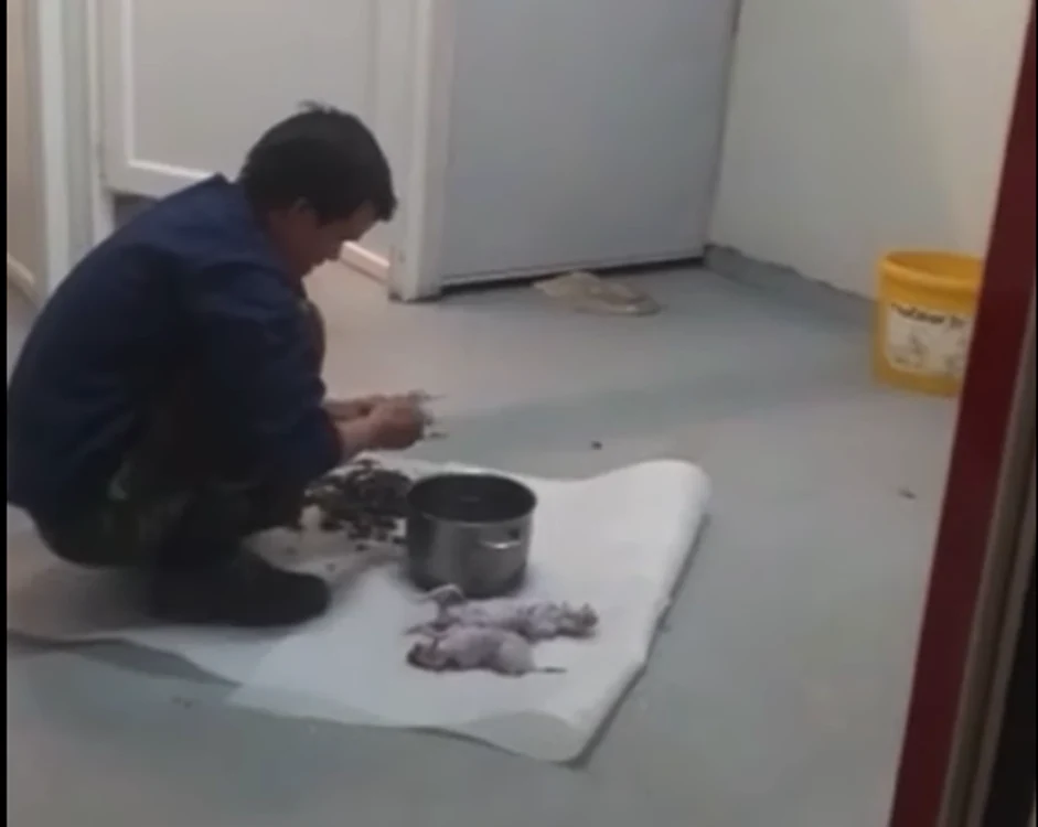 Vietnamezul jupuia mai mulți șobolani. FOTO: captura video