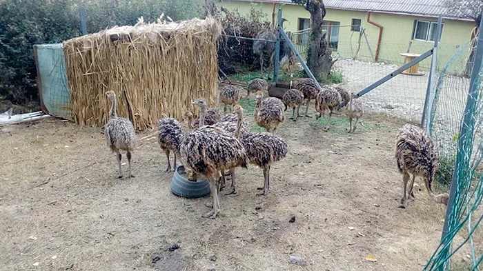 Porumbul şi ovăzul, hrana preferată