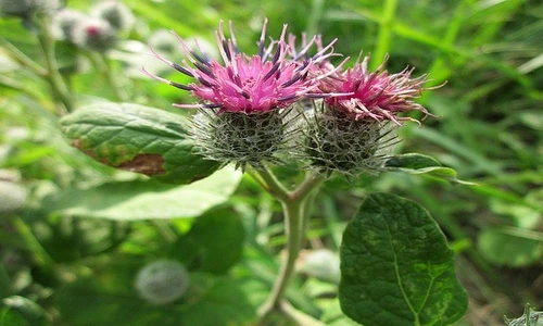 1 77683 original jpg jpeg