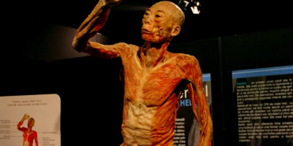 Our Body Universul interior - expoziţia corpului uman Sursa UEG