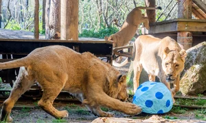 animale zoo paste profimedia (2) jpg