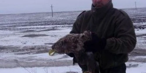 Vulturul a fost eliberat pe câmp, în afara localităţii Mahmudia