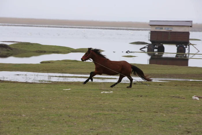 Apa pe care agricultorii și-au dorit-o mult le dă acum de furcă FOTo: Ionelia Nucă