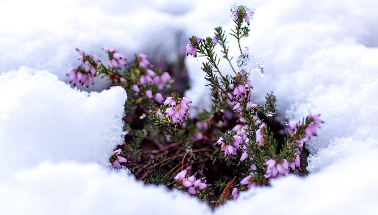 Flori în zăpadă. FOTO: Pixabay