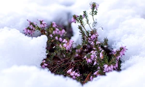 flori iarna pixabay jpg