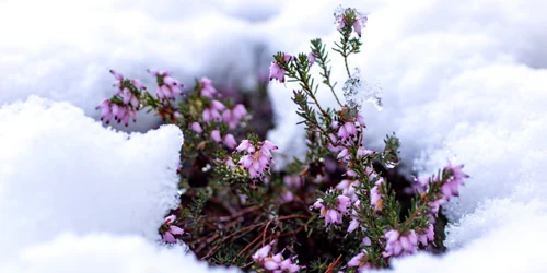 flori iarna pixabay jpg