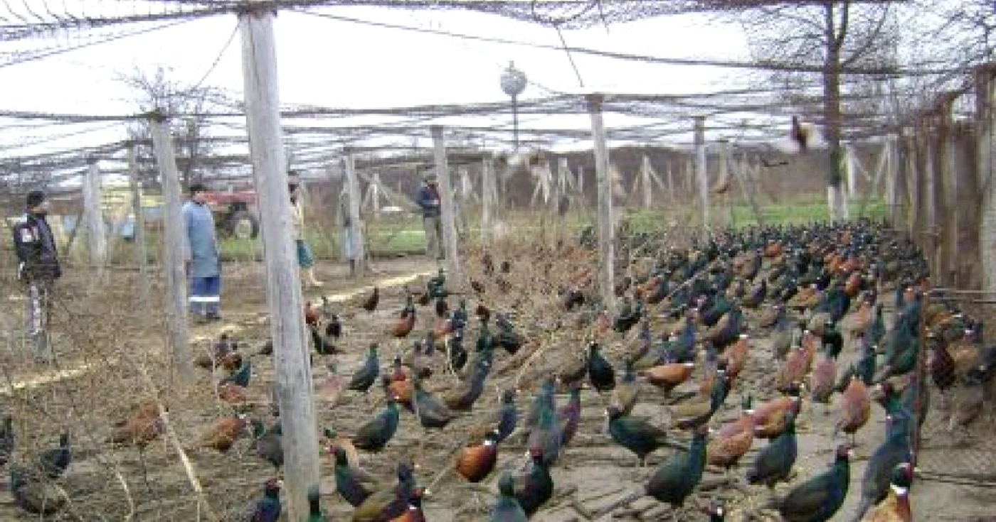 Fazanii ar fi trebuit să meargă la export, dar italienii i-ar fi vrut la un preţ de nimic