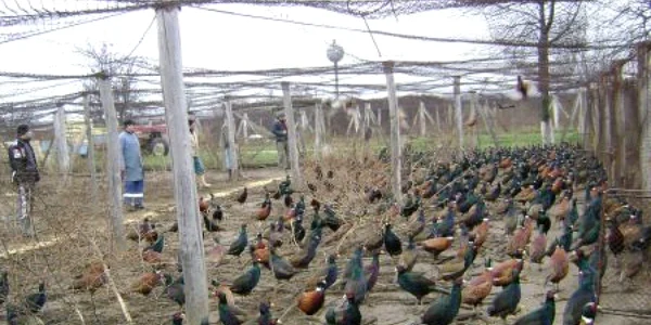 Fazanii ar fi trebuit să meargă la export, dar italienii i-ar fi vrut la un preţ de nimic