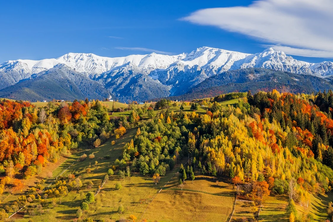În medie, limita de împădurire a crescut cu 1,2 metri pe an. Foto shutterstock (Arhivă)