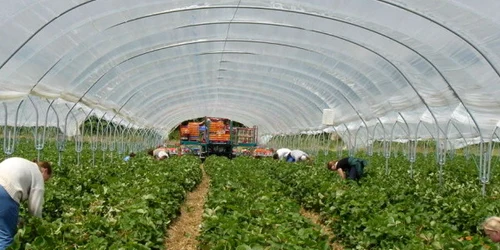 Doritorii vor presta diverse munci în domeniul agricol