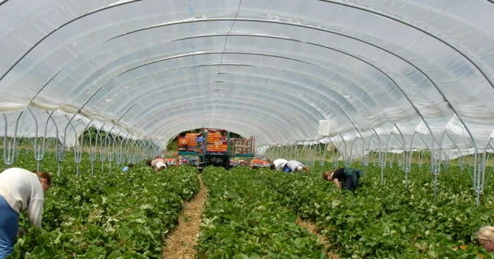 Doritorii vor presta diverse munci în domeniul agricol