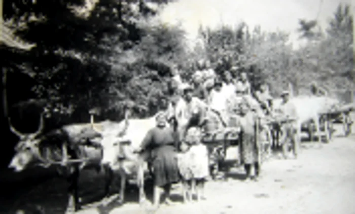 Ţărani aducând recolta de pe câmp la Filiu în anul 1962 FOTO Arhiva Muzeului Brăilei