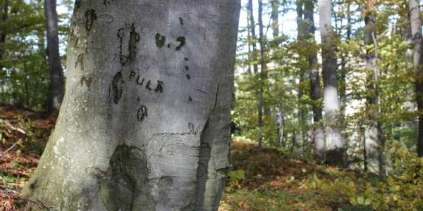 cetate dacica