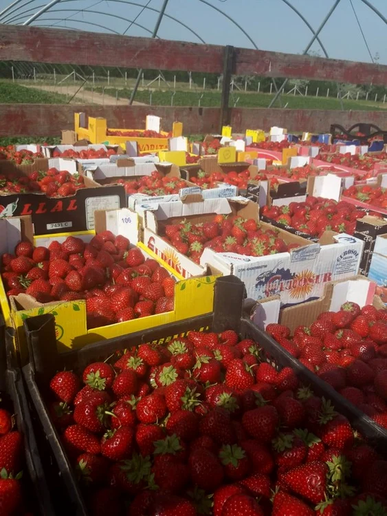 
    Cultivă căpșuni lângă casa părintească  