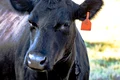 vaca angus jpg