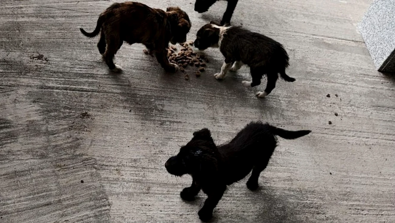 Cei patru cățeluși au fost abandonați pe o stradă din Scornicești / Sursa foto: IPJ Olt