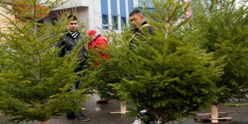 Cei mai ieftini brazi din Zalău au costat 20 de lei