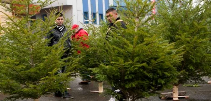 Cei mai ieftini brazi din Zalău au costat 20 de lei