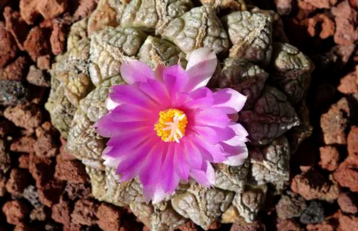 Ariocarpus fissuratus FOTO shelbyprindaville.com