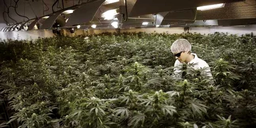 Grower Ryan Douglas udă marijuana într-o cameră de creştere la Tweed Marijuana Inc în Smith Falls Ontario FOTO Reuters