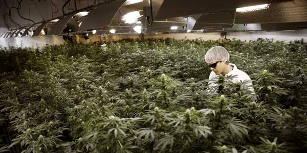Grower Ryan Douglas udă marijuana într-o cameră de creştere la Tweed Marijuana Inc în Smith Falls Ontario FOTO Reuters