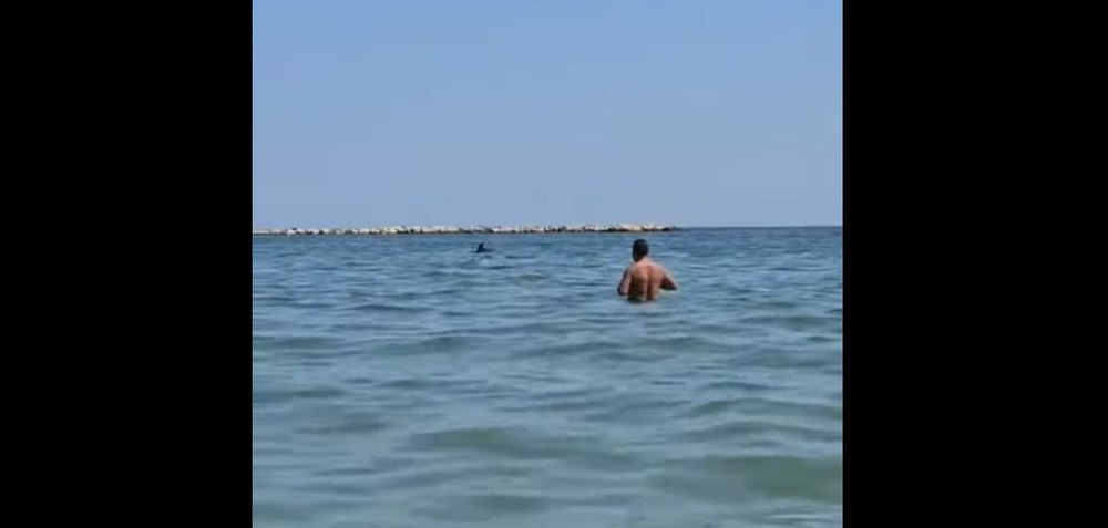 Mai mulți delfini au făcut spectacol la Mamaia, la doi pași de mal, spre deliciul turiștilor VIDEO