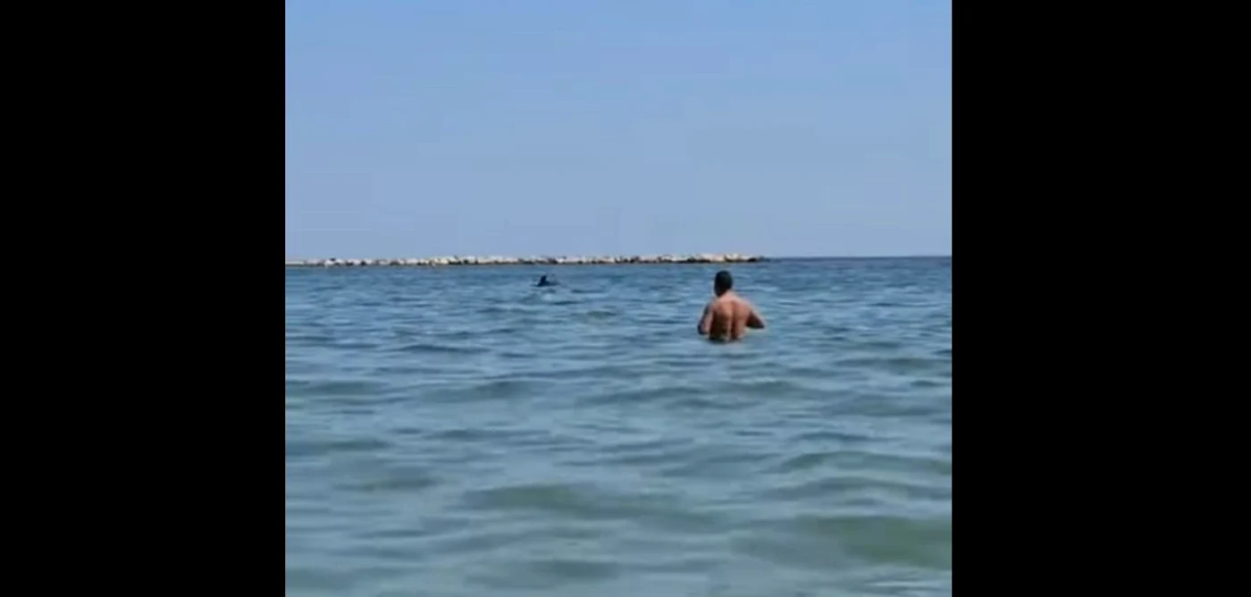 După ce au făcut puțin spectacol, delfinii au dispărut în larg. FOTO: Captură Video