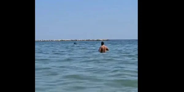 Delfini in Eforie jpg