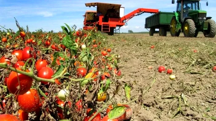 Mulți grădinari au ales să își înfrumusețeze curțile cu răsaduri de tomate.