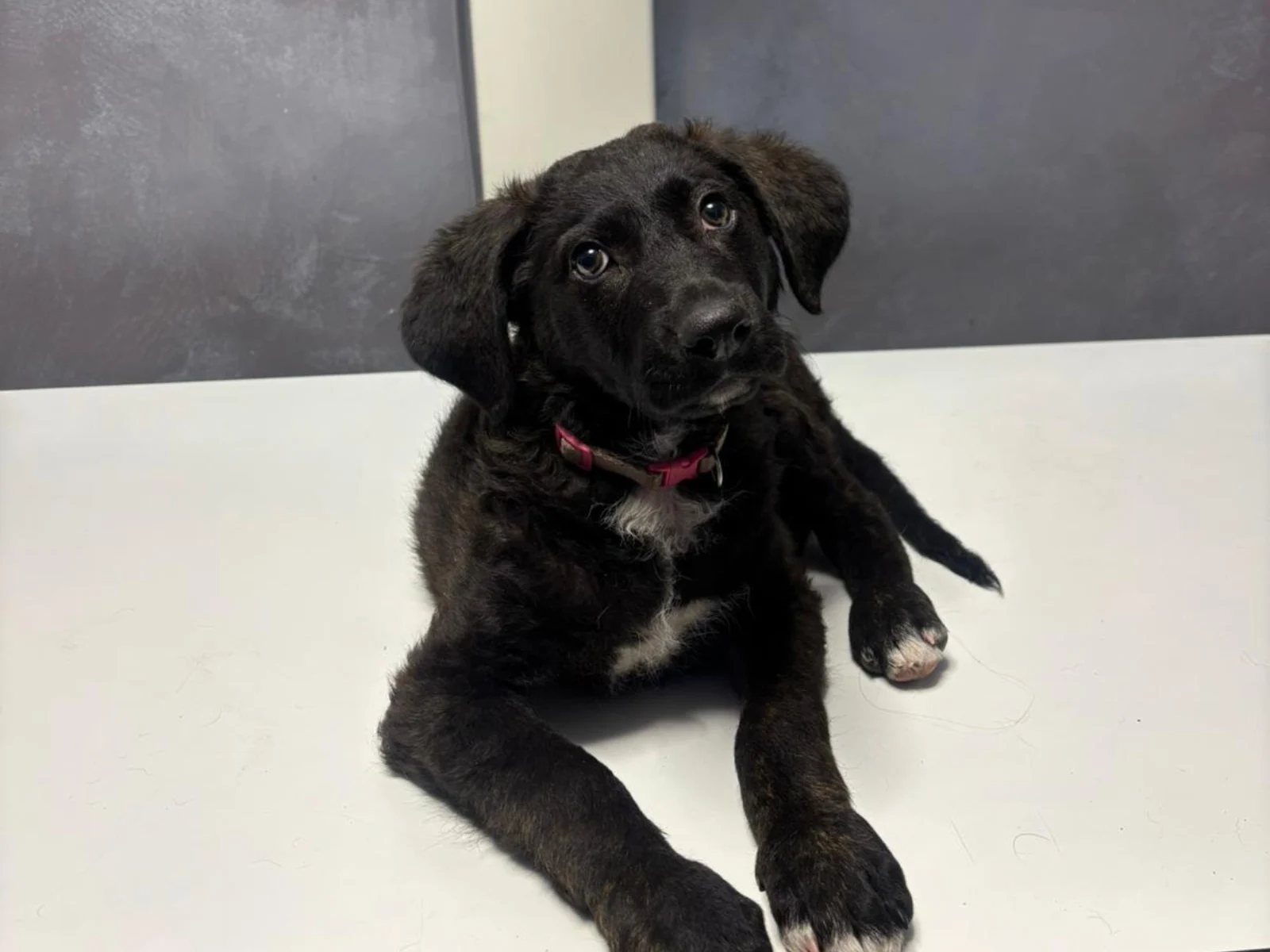 Bărbat condamnat la închisoare cu executare după ce a maltratat un cățeluș în Sectorul 5 al Capitalei