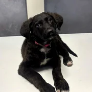 caine agresat de un barbat din bucuresti foto protectia animalelor png