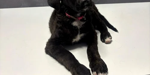 caine agresat de un barbat din bucuresti foto protectia animalelor png