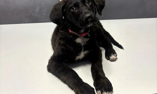 caine agresat de un barbat din bucuresti foto protectia animalelor png