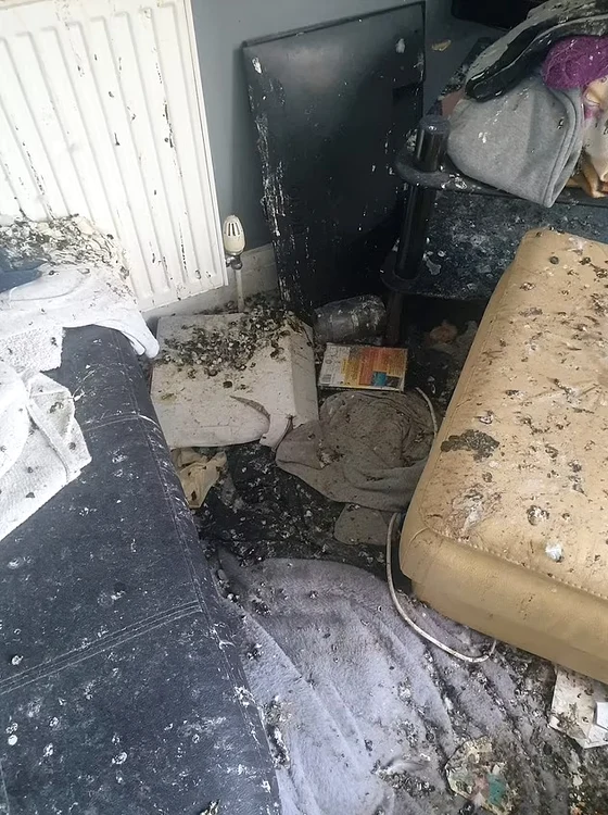Casa este plină de excremente de porumbei FOTO Daily Mail