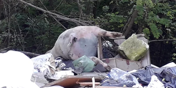 porci morti