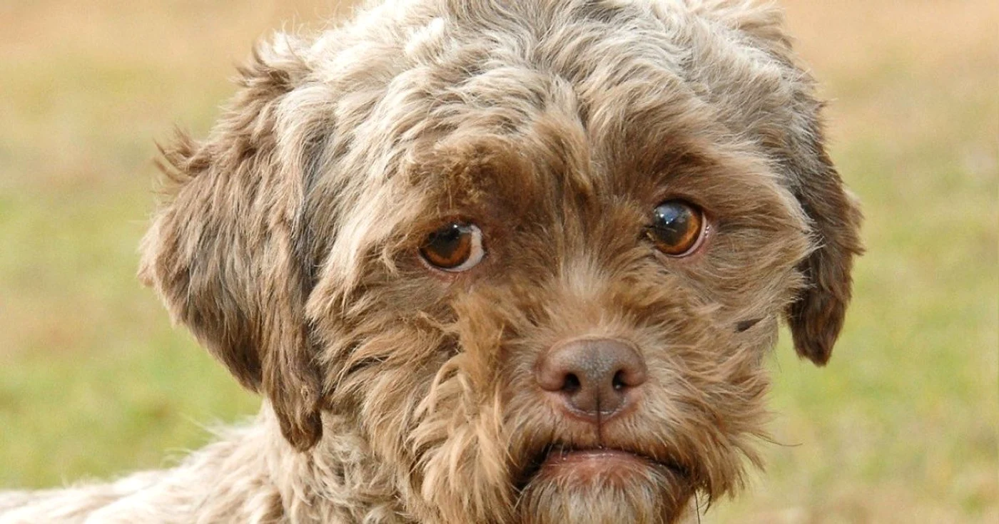 Tonik cea mai recentă celebritate canină FOTO Petfinder