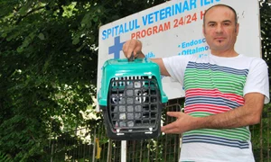 Dorian s a chinuit  minute în şir să l bage pe  Coco în cuşca de transport jpeg